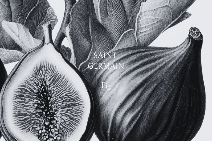 Fig Candle by Saint Germain: A Sophisticated Scent Inspired by Parisian Charm