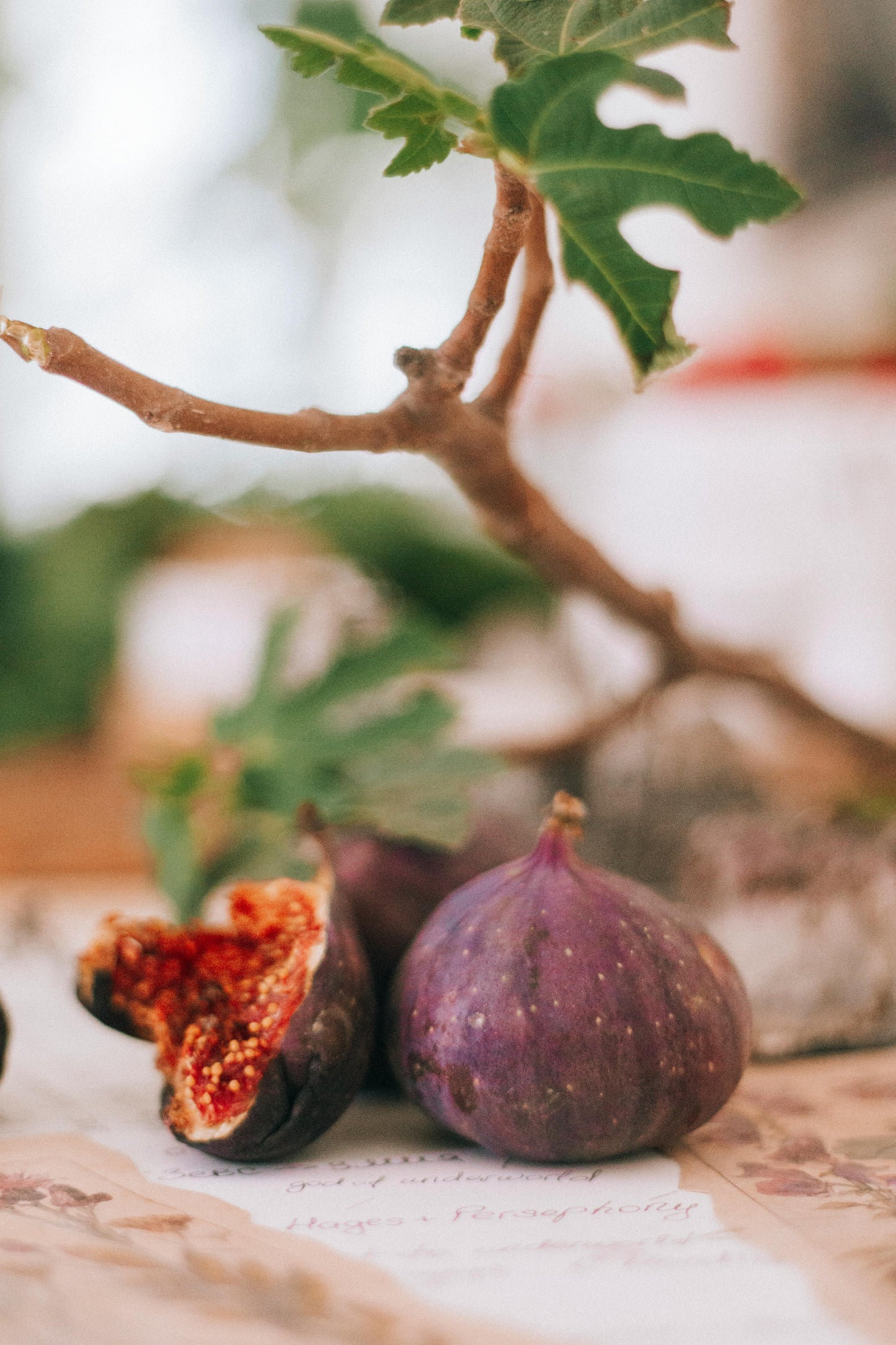 Fig | Ripe Fig - Bergamot - Lily - Moss